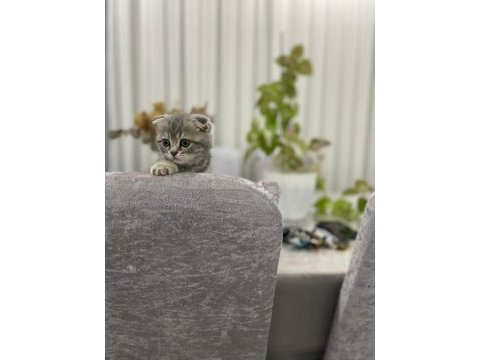 Scottish fold yavru 1 aylık