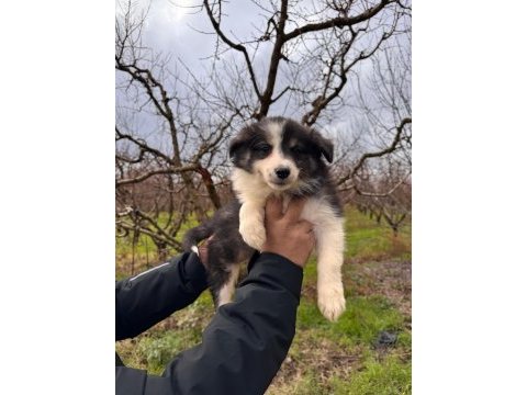 Mükemmel kalitede border collie bebekler