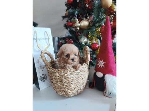 Poodle baba maltipoo anne eşleşme bebekleri