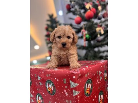 Kıvırcık maltipoo bebeğim