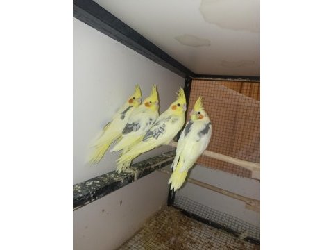 2 aylık ev üretimi evcil sultan papağanı yavruları