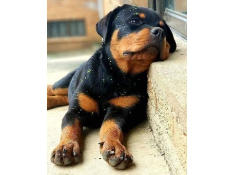 A şecereli rottweiler yavrular