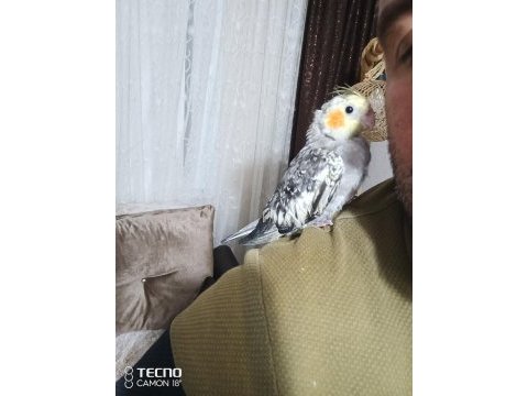 1.5 aylık evcil sultan papağanı erkek