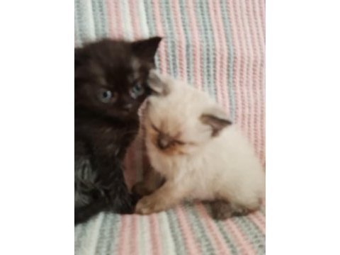 2 aylık blue point british longhair kedilerimiz