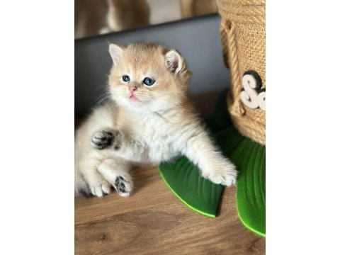 A kalite british shorthair gold yavrular