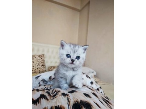 British ve scottish silver tabby yavru