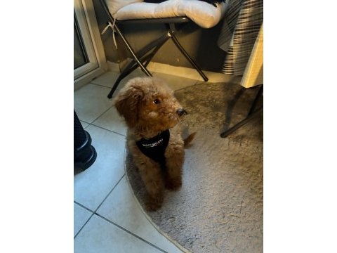 Yavru toy poodle