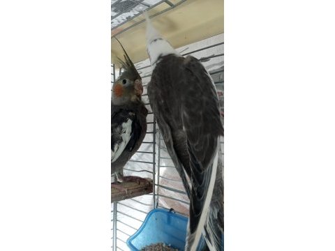 Ele alışkın 3 aylık vayfi lotin grey erkek sultan papağanı