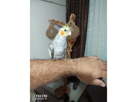 1.5 aylık evcil sultan papağanı erkek