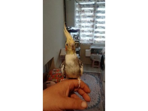 Evcil sultan papağanlar