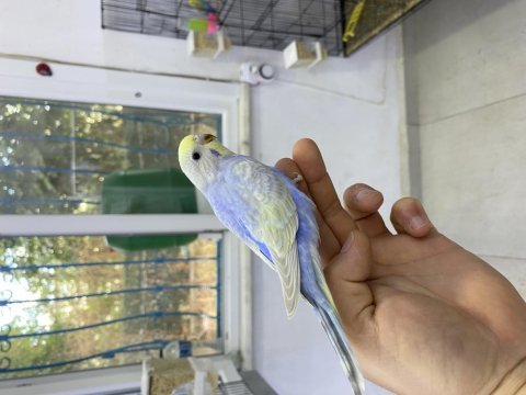 30 günlük yavru erkek muhabbet kuşu
