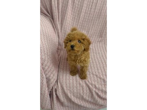 Mini minnoş toy poodle