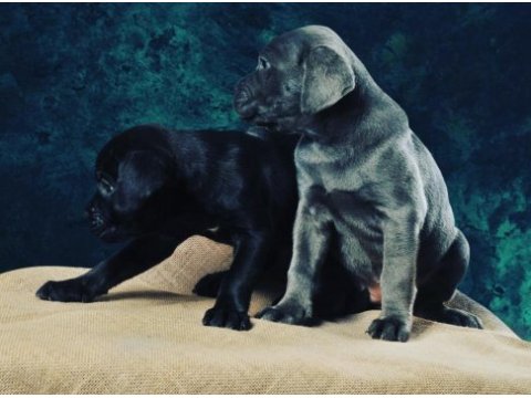 Mükemmel anatomi yapısı ile devasa cane corso yavrular