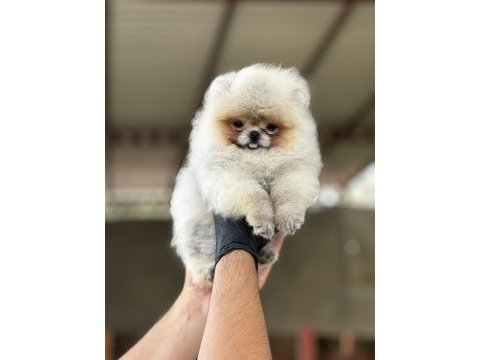 Pomeranian köpeğimiz mersin