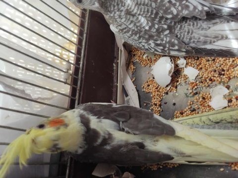 1 aylık sultan papağanı yavrular