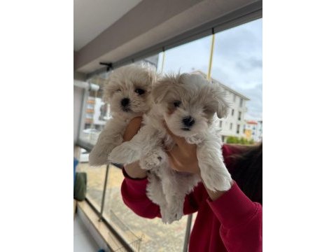 Minyatür maltese terrier köpekler