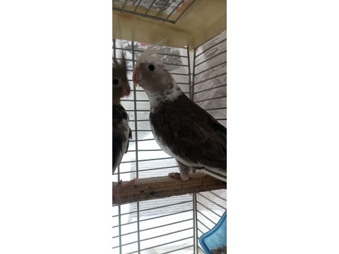 Ele alışkın 3 aylık vayfi lotin grey erkek sultan papağanı