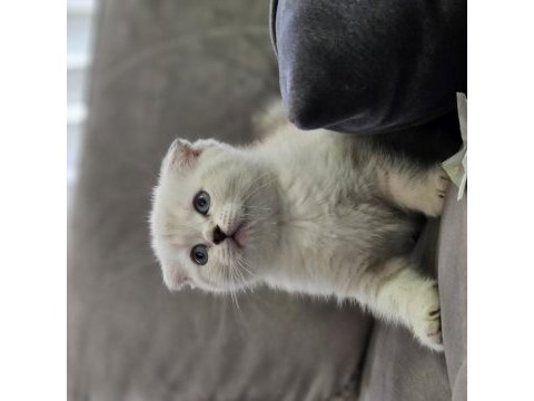 Aile sıcaklığında büyüyen scottish fold british yavrular