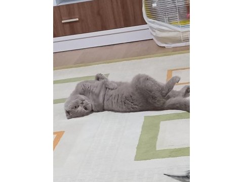 Scottish fold dişi 1,5 yaşında