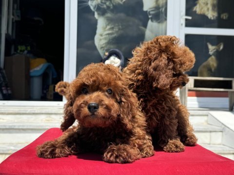 Ankaranın en özel kore toy poodle yavruları