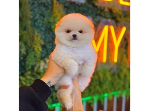 Pomeranian boo yavrularımız