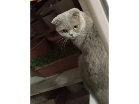 Scottish fold dişi 1,5 yaşında