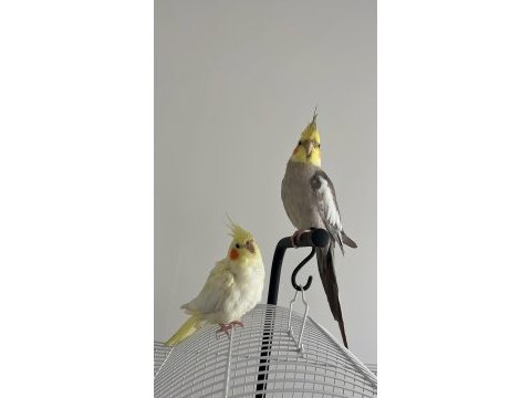 Sultan papağanları çift