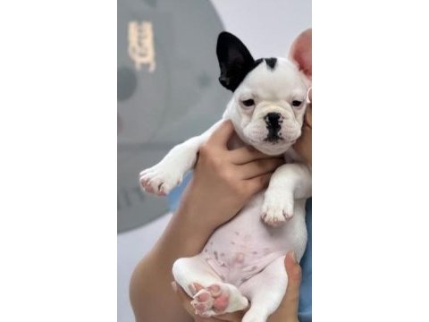 3,5 aylık yavru french bulldog