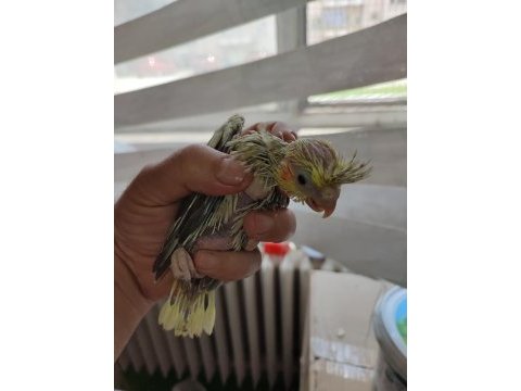 Minik yavru, genç eş sultan ve yavru sevda papağanı