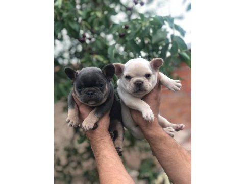 İki güzel french bulldog bebeklerimiz