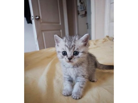 British ve scottish silver tabby yavru