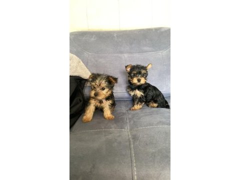 Yorkshire terrier bebekleri