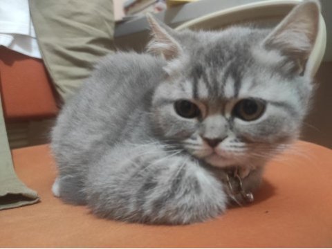 Çok tatlı ayı surat british shorthair kediler