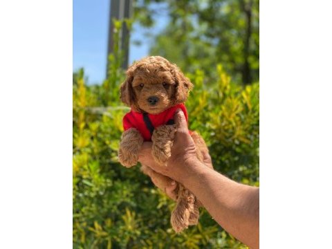 Ruhsatlı çiftliğimizden anne altı toy poodle