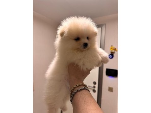 2 aylık erkek pomeranian boo teddy surat