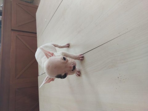 2 aylık dişi ve erkek french bulldog