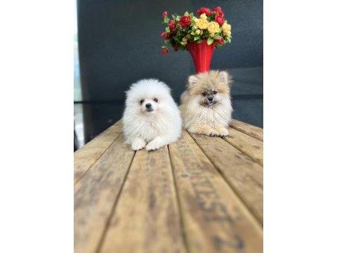 Pomeranian yavrularımız