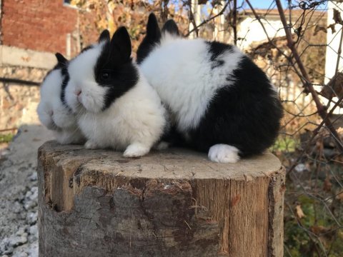 Cüce tavşan bebeklerimiz