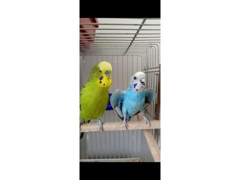 Çift muhabbet kuşları 5 yavrulu erkek olan konuşuyor