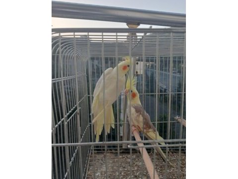 Yavru pied ve lutino sultan papağanları
