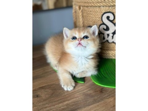 A kalite british shorthair gold yavrular