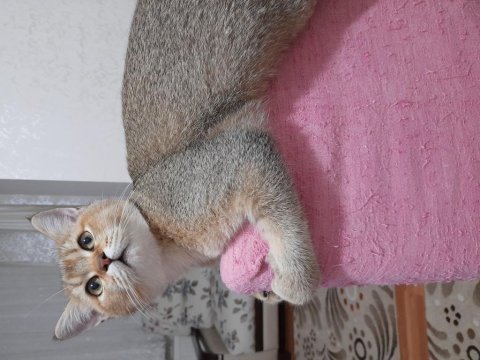 Erkek scottish straight 4,5 aylık yavru kedi