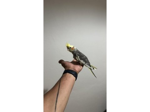 Yavru erkek sultan papağanı