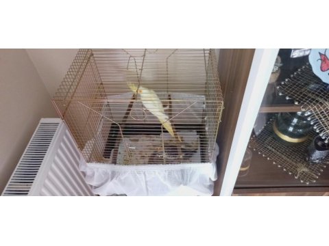 3 aylık lutino evcil ele alışık sultan papağanı