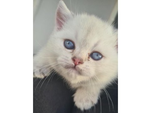 Beyaz british shorthair kedisi ilanı