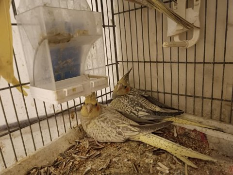Yeme yeni düşmüş 45 günlük sultan papağanı yavrular