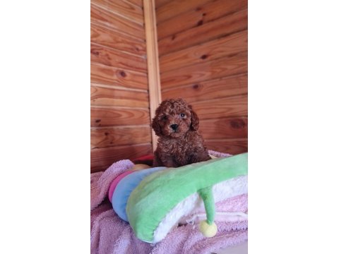 Red brown toy poodle yavru