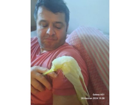 Sağlıklı yavru sultan papağanı