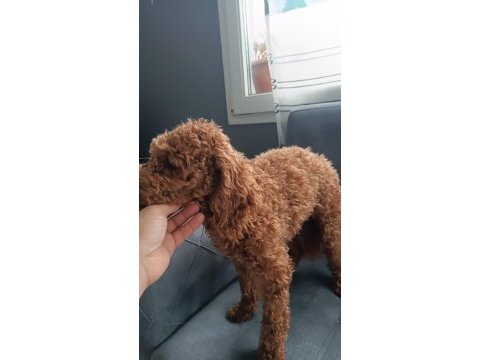 Toy poodle disi