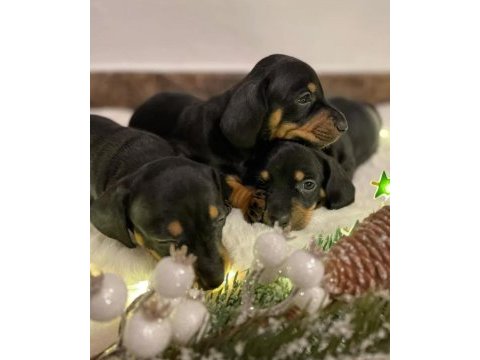 Orijinal sosis dachshund bebeklerimiz